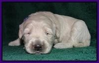 Emmie Gus pups 2 wks old 020