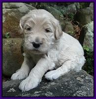 Emmie Gus pups 3 wks old 019