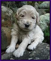 Emmie Gus pups 3 wks old 020