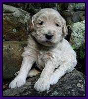 Emmie Gus pups 3 wks old 023