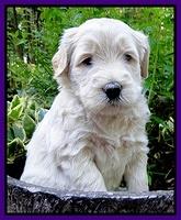 Emmie Gus pups 4 wks old 021