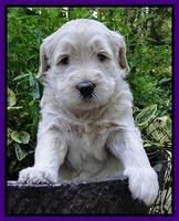 Emmie Gus pups 4 wks old 022