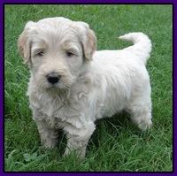 Emmie Gus pups 5 wks old 191
