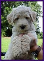 Emmie Gus pups 6 wks old 151