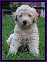Emmie Gus pups 7 wks old 201