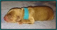 Em gus pups newborn 5