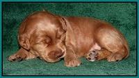 Emmie Gus pups 2 wks old 047