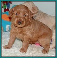 Emmie Gus pups 3 wks old 005