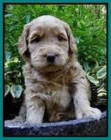 Emmie Gus pups 4 wks old 044
