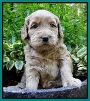 Emmie Gus pups 4 wks old 045