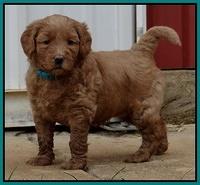 Emmie Gus pups 5 wks old 291