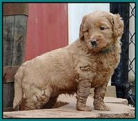 Emmie Gus pups 5 wks old 301