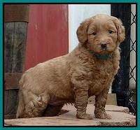 Emmie Gus pups 5 wks old 311