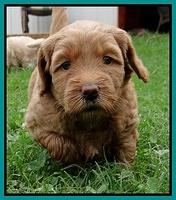 Emmie Gus pups 5 wks old 321