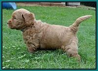 Emmie Gus pups 5 wks old 331