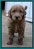 Emmie Gus pups 6 wks old 241
