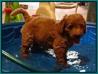 Emmie Gus pups 7 wks old 1 034