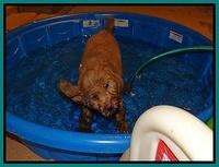 Emmie Gus pups 7 wks old 1 035