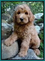 Emmie Gus pups 8 wks old 017