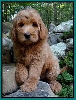 Emmie Gus pups 8 wks old 021