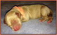 Em gus pups newborn 2