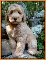 Emmie Gus 8 wks old 2 002