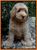 Emmie Gus 8 wks old 2 006