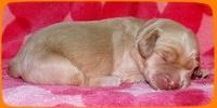 Emmie Gus pups 1 wk old 048