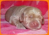 Emmie Gus pups 1 wk old 049
