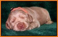 Emmie Gus pups 2 wks old 057