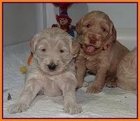 Emmie Gus pups 3 wks old 013