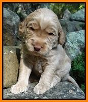 Emmie Gus pups 3 wks old 041