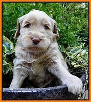 Emmie Gus pups 4 wks old 052