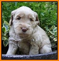 Emmie Gus pups 4 wks old 056