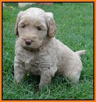 Emmie Gus pups 5 wks old 341
