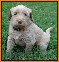 Emmie Gus pups 5 wks old 351