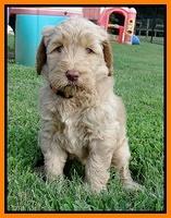 Emmie Gus pups 6 wks old 351