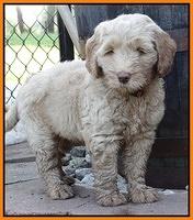 Emmie Gus pups 7 wks old 351