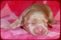 Emmie Gus pups 1 wk old 055