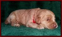 Emmie Gus pups 2 wks old 079