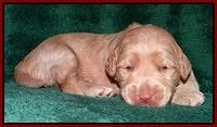 Emmie Gus pups 2 wks old 081