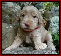 Emmie Gus pups 3 wks old 059