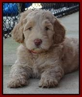 Emmie Gus pups 6 wks old 421