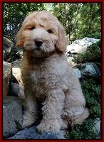 Emmie Gus pups 8 wks old 49