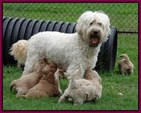 Emmie Gus pups 4.6 wks old 024