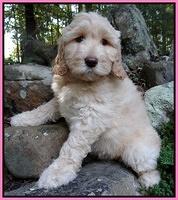 Individual puppy albumn