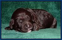 Paris Gus pups 1 wk old 008