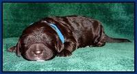 Paris Gus pups 1 wk old 010