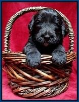 Paris Gus pups 3 wks old 050