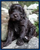 Paris Gus pups 4 wks old 006